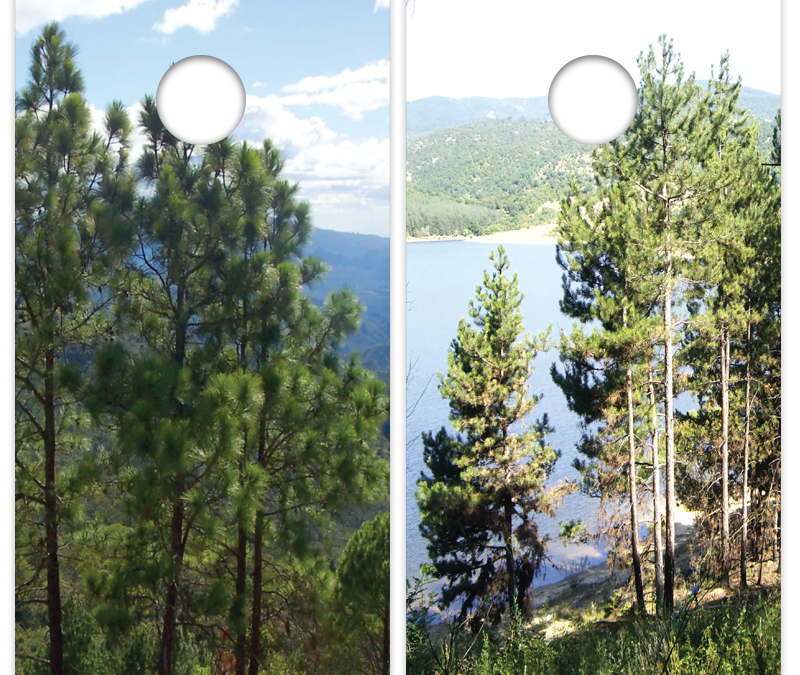 Pine Trees
