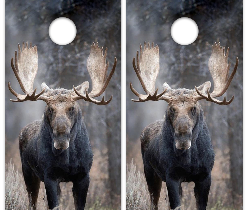 Bull Moose