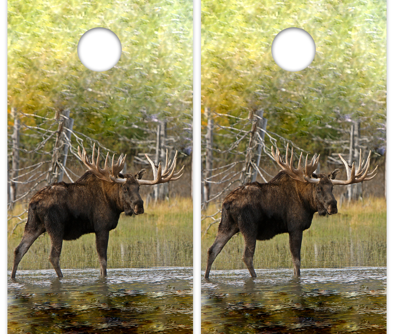 Bull Moose 2
