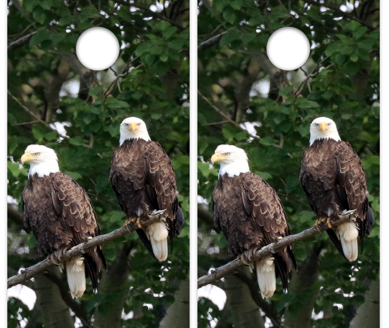 Eagles Jackie