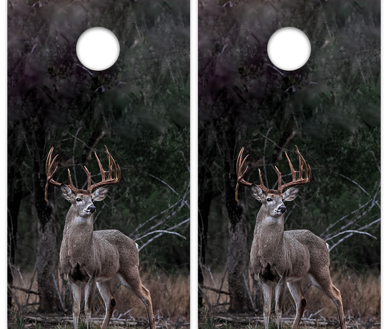 Whitetail Deer Woods